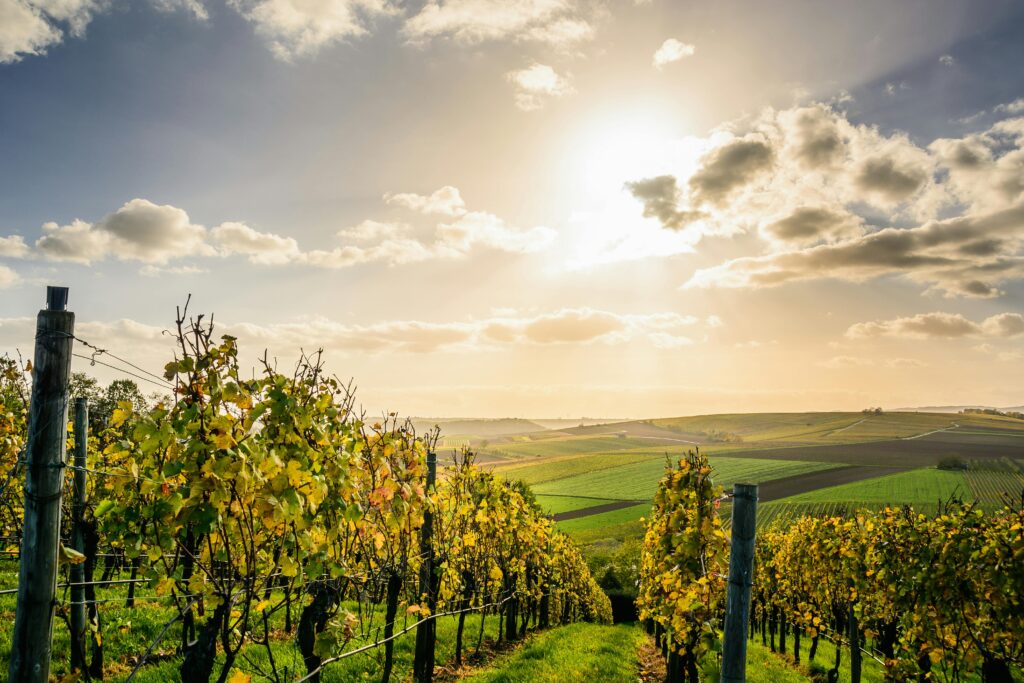 Scenic view of a sunlit vineyard under a bright sky in Lauffen am Neckar, Germany.