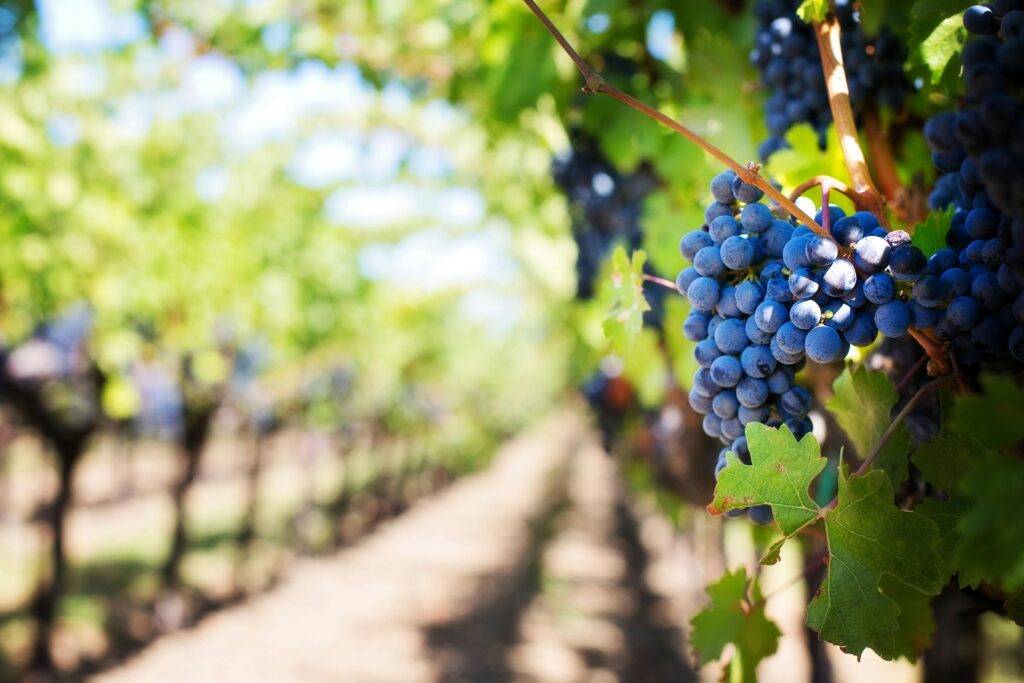 Close-up of purple grapes hanging on the vine in a sunny vineyard setting.