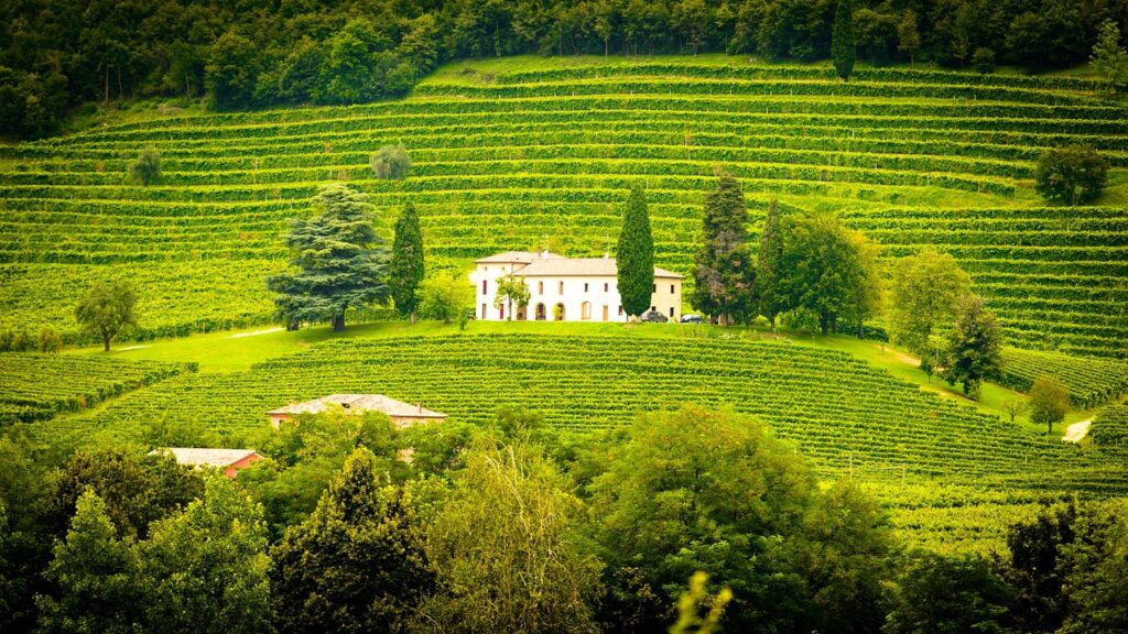 italy, winery, vines, vineyard, landscape, green, winery, winery, winery, winery, winery, vineyard, vineyard, vineyard