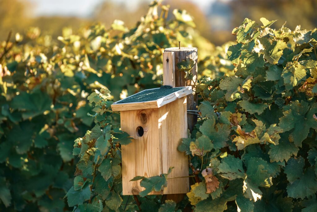 A rustic wooden birdhouse surrounded by vibrant grapevine leaves in a picturesque vineyard setting.