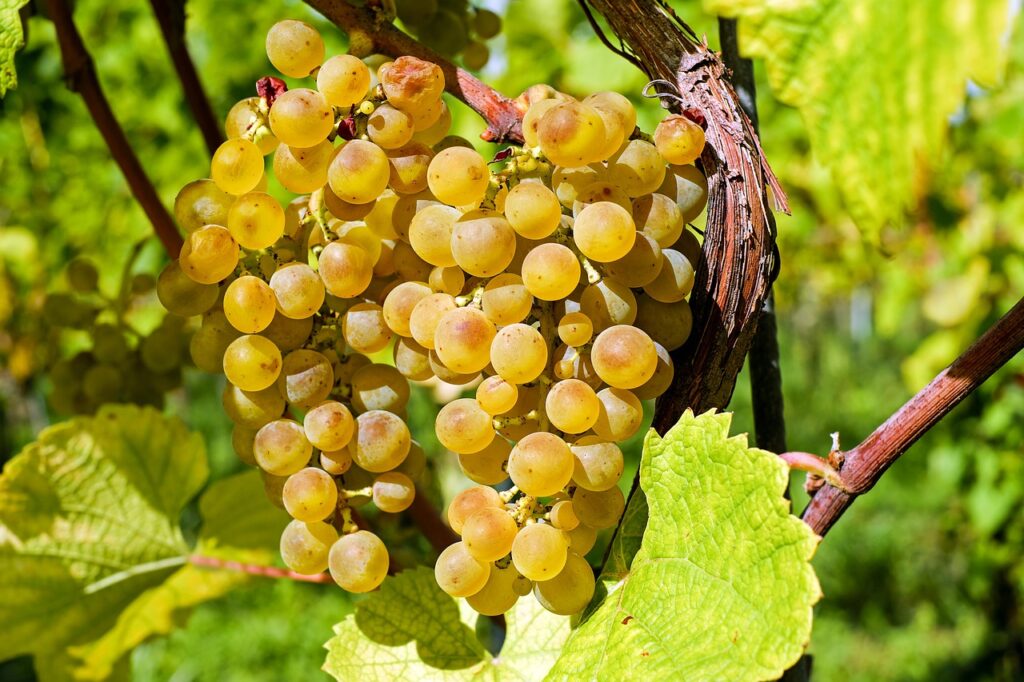 grapes, vines, grapevine, vineyard, fruits, organic, produce, harvest, viticulture, winegrowing, rebstock, cultivation, farming, agriculture, nature, healthy, leaves, fresh, vineyard, vineyard, vineyard, vineyard, vineyard, farming, agriculture